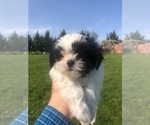 Small Photo #9 Shih Tzu Puppy For Sale in CORVALLIS, OR, USA
