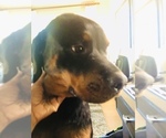 Small #13 Rottweiler