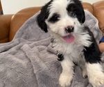 Small Photo #11 Bernedoodle-French Bulldog Mix Puppy For Sale in EL DORADO HILLS, CA, USA