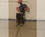 Small Photo #2 German Shepherd Dog Puppy For Sale in STATESBORO, GA, USA