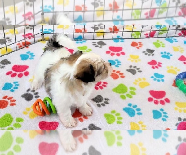 Medium Photo #3 Papitese Puppy For Sale in ORO VALLEY, AZ, USA