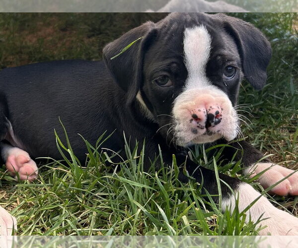 Medium Photo #3 Boxer Puppy For Sale in Mooresville, NC, USA