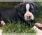 Small #2 Boxer