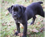 Small Photo #1 Cane Corso Puppy For Sale in ABERDEEN, MS, USA