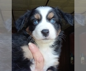 Miniature Australian Shepherd Puppy for sale in BLACKSBURG, SC, USA