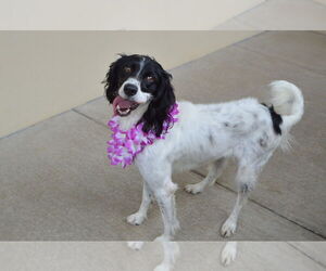 English Setter-Unknown Mix Dogs for adoption in McKinney, TX, USA