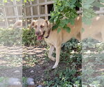 Small #9 Labrador Retriever Mix