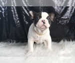 Small Photo #61 French Bulldog Puppy For Sale in WARSAW, IN, USA