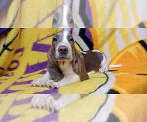 Basset Hound Puppy for sale in SALEM, WV, USA