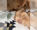 Puppy Puppy 4 Golden Retriever