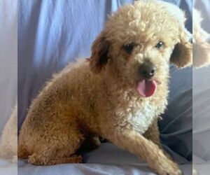 Father of the Cavapoo puppies born on 02/25/2025