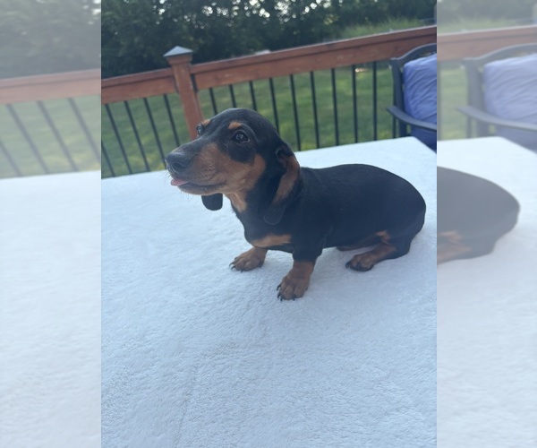 Medium Photo #5 Dachshund Puppy For Sale in GREENFIELD, IN, USA