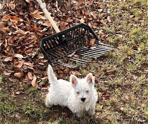 Medium Photo #3 West Highland White Terrier Puppy For Sale in PHOENIX, AZ, USA
