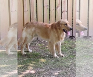 Father of the Golden Retriever puppies born on 05/07/2022