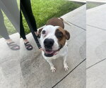 Small #5 American Pit Bull Terrier Mix