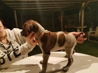 German Shorthaired Pointer Puppy for sale in CEDAR CREEK, TX, USA
