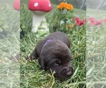 Image preview for Ad Listing. Nickname: AKC Chocolates