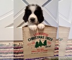 Puppy Orange Collar Great Bernese