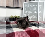 Small Photo #7 French Bulldog Puppy For Sale in FRANKLIN, IN, USA