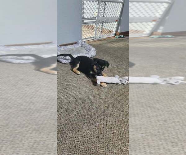 Medium Photo #1 Golden Shepherd Puppy For Sale in FORT WAYNE, IN, USA