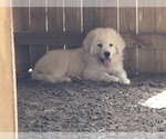 Small Photo #9 Great Pyrenees Puppy For Sale in CLEBURNE, TX, USA
