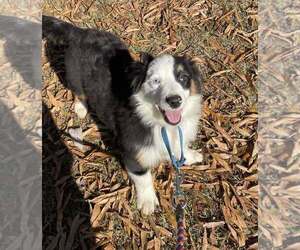 Miniature American Shepherd Puppy for sale in GARYSBURG, NC, USA