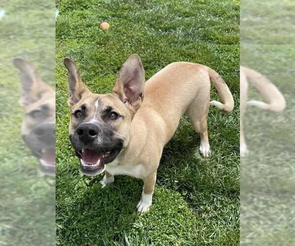 Medium Photo #1 Akita-Unknown Mix Puppy For Sale in Lee's Summit, MO, USA