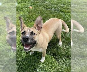 Akita-Unknown Mix Dogs for adoption in Lee's Summit, MO, USA
