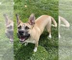 Small Akita Mix
