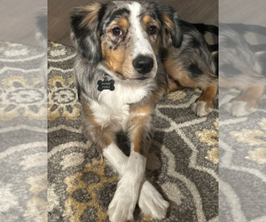 Father of the Aussie Siberian puppies born on 02/12/2026