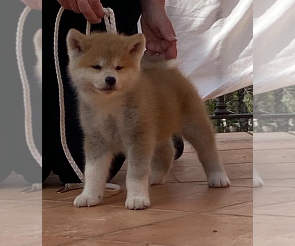 Medium Photo #1 Akita Puppy For Sale in General Toshevo, Dobrich, Bulgaria