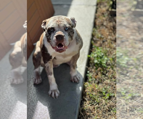Medium Photo #4 American Bulldog Puppy For Sale in Cape May, NJ, USA
