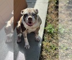 Small #3 American Bulldog