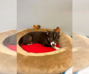 Siberian Husky-Unknown Mix Dogs for adoption in Osgood, IN, USA