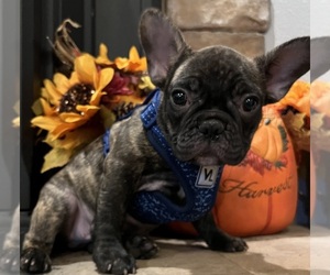 French Bulldog Puppy for sale in BOLIVAR, MO, USA