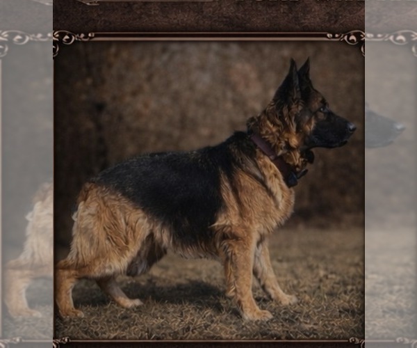 Medium Photo #1 German Shepherd Dog Puppy For Sale in DECATUR, IN, USA