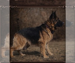 Mother of the German Shepherd Dog puppies born on 03/12/2026