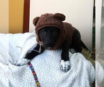 Small Photo #3 Shepradors Puppy For Sale in Minneapolis, MN, USA