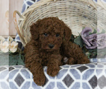 Small Photo #1 Poodle (Miniature) Puppy For Sale in NARVON, PA, USA