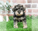 Small #7 Schnauzer (Miniature)
