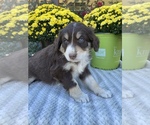 Small Photo #4 Aussiedoodle Puppy For Sale in CENTER, KY, USA