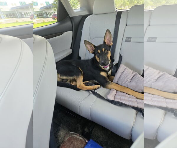 Medium Photo #1 German Shepherd Dog Puppy For Sale in La Grange , NC, USA