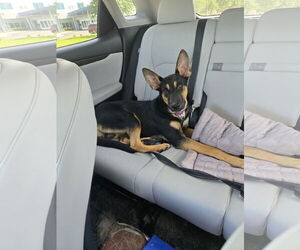 Medium German Shepherd Dog