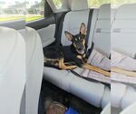 Small German Shepherd Dog