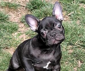 French Bulldog Puppy for sale in SPRINGFIELD, OR, USA