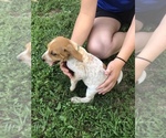 Small Photo #10 English Coonhound Puppy For Sale in MARSHALL, IL, USA
