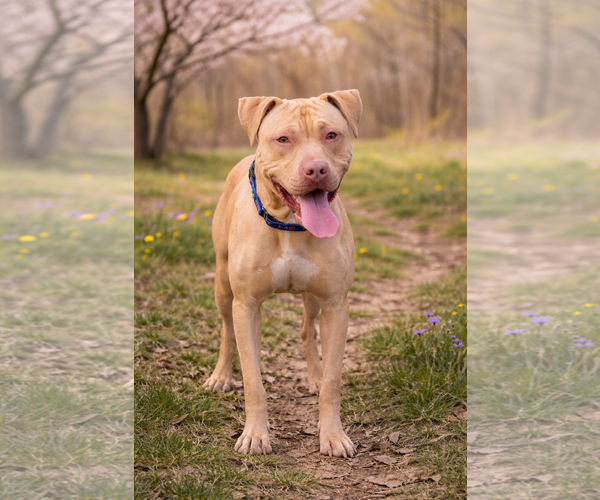 Medium Photo #1 American Staffordshire Terrier Puppy For Sale in Cranford, NJ, USA