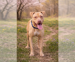 Small American Staffordshire Terrier