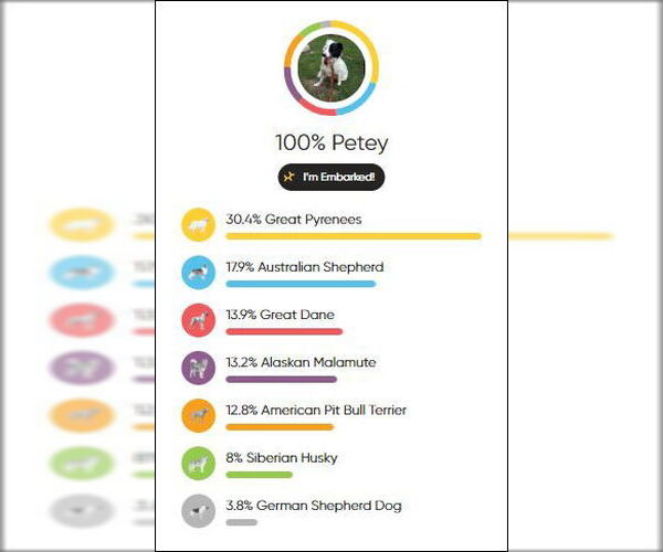 Medium Photo #12 Aussie Pyrenees Puppy For Sale in Houston, TX, USA