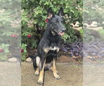 Small #2 German Shepherd Dog Mix